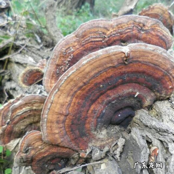 木鳖子的功效与作用及禁忌 木鳖子的功效与作用及用法用量