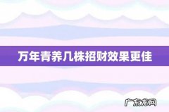 万年青养几株招财效果更佳