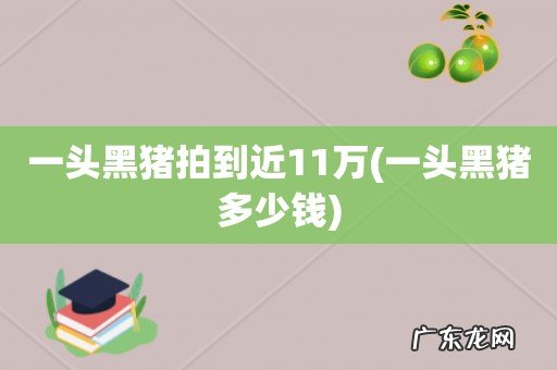 一头黑猪多少钱 一头黑猪拍到近11万