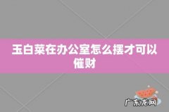 玉白菜在办公室怎么摆才可以催财