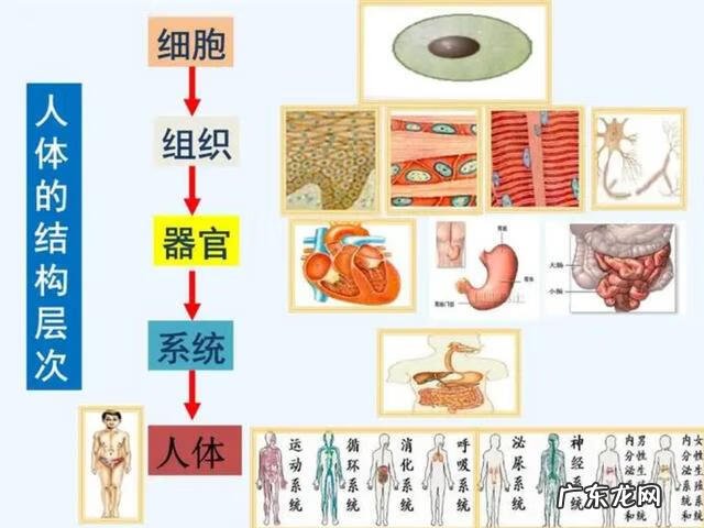 骨灰什么时候下葬好 已安葬的骨灰可以重新安葬吗?