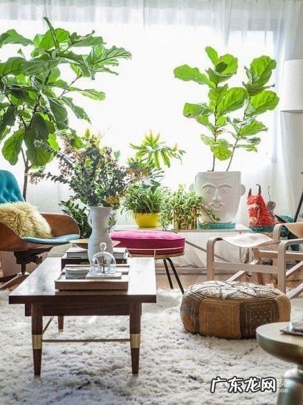 家里养芦荟影响风水吗 养芦荟的风水好吗吗