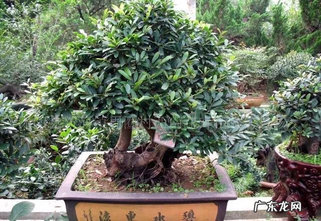 祖宗传下来的风水口诀是什么