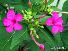 紫茉莉种植 紫色茉莉家中养好不好