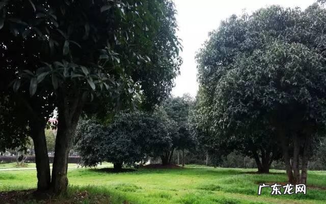 玉兰风水代表什么 玉兰树风水图片