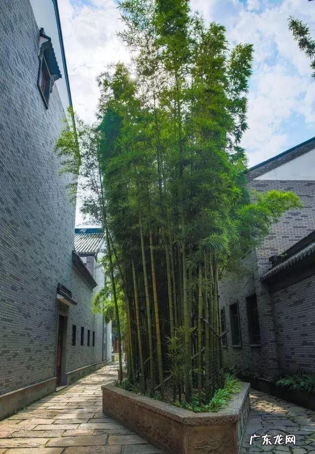 玉兰风水代表什么 玉兰树风水图片