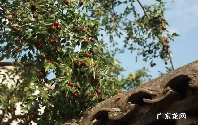 玉兰风水代表什么 玉兰树风水图片