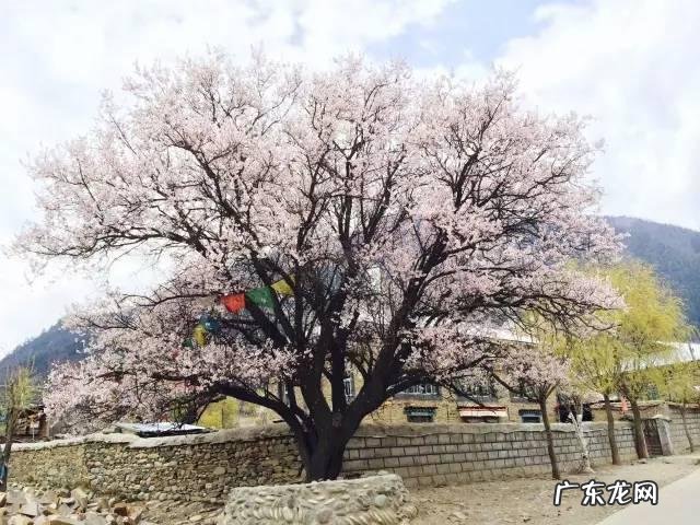 玉兰风水代表什么 玉兰树风水图片