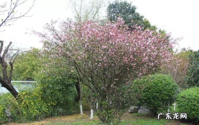 玉兰风水代表什么 玉兰树风水图片