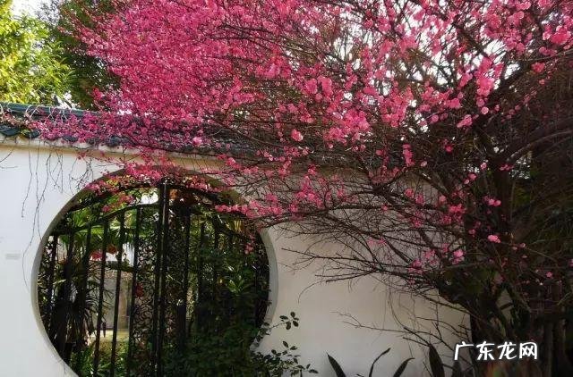 玉兰风水代表什么 玉兰树风水图片