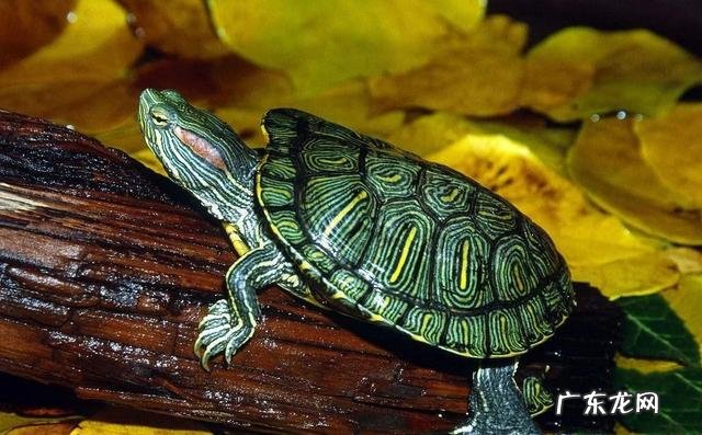 龟有灵性故事 风水传奇关于龟的故事