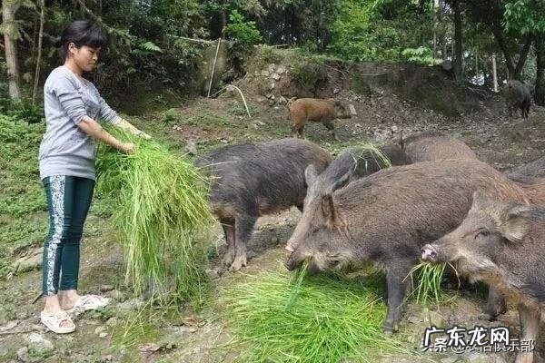农村牛圈方位风水 农村牛圈门图片大全