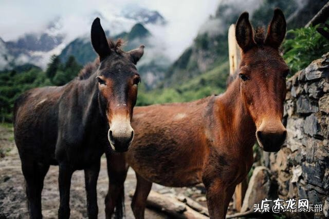 农村牛圈方位风水 农村牛圈门图片大全