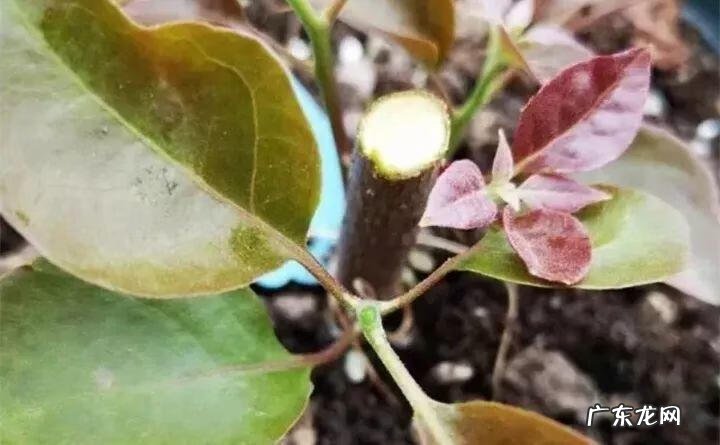 歌曲小三你好贱的歌词 小三你好贱歌词下载中文