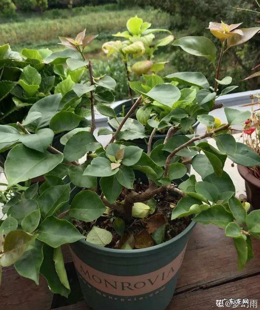 歌曲小三你好贱的歌词 小三你好贱歌词下载中文