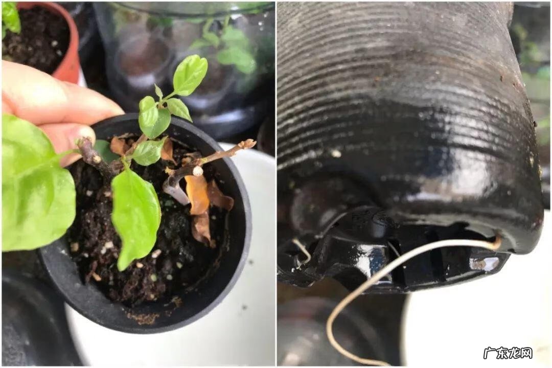 歌曲小三你好贱的歌词 小三你好贱歌词下载中文