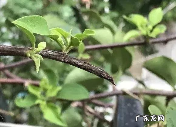 歌曲小三你好贱的歌词 小三你好贱歌词下载中文