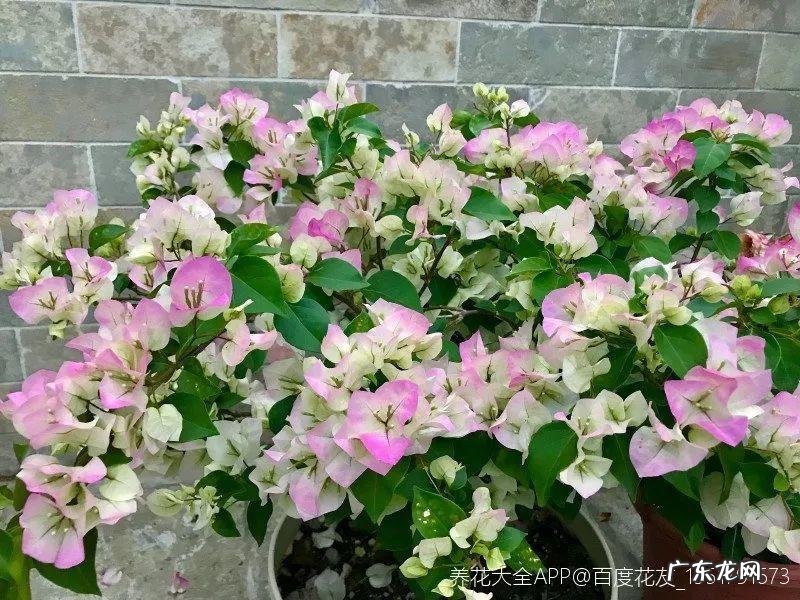 歌曲小三你好贱的歌词 小三你好贱歌词下载中文