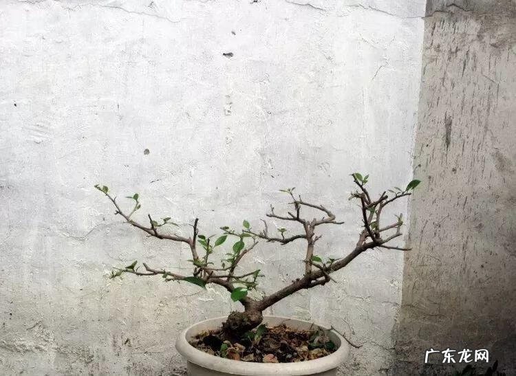 歌曲小三你好贱的歌词 小三你好贱歌词下载中文