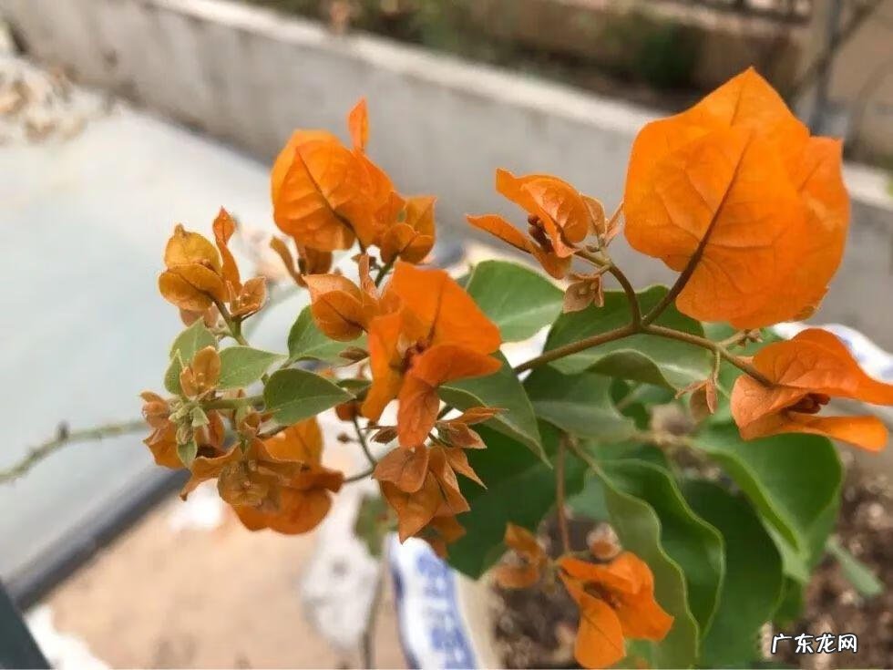 歌曲小三你好贱的歌词 小三你好贱歌词下载中文