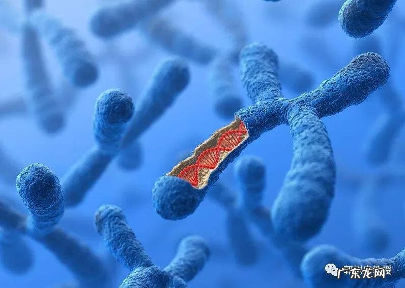 小耳畸形图片 小耳畸形是什么原因造成的