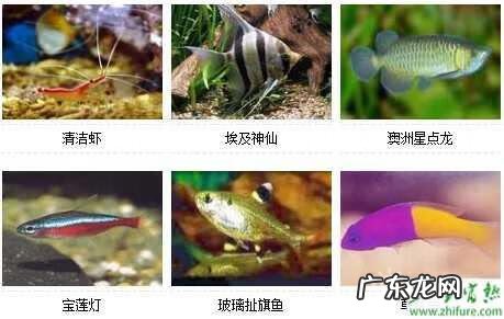 七星鱼能和其它鱼能一起养吗 养七星鱼能有风水吗吗