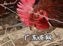 中国能不能养水獭 贵州有水獭吗