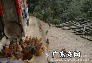 中国能不能养水獭 贵州有水獭吗