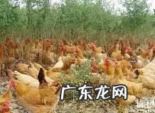 中国能不能养水獭 贵州有水獭吗