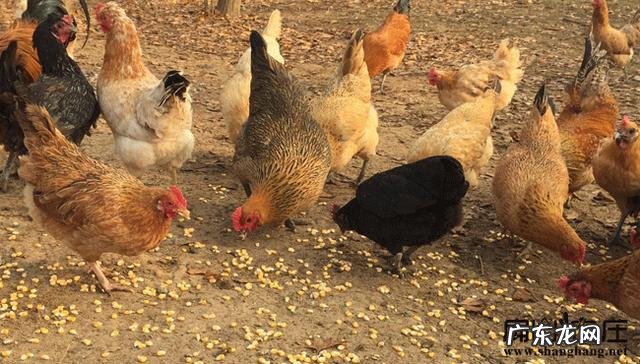 中国能不能养水獭 贵州有水獭吗