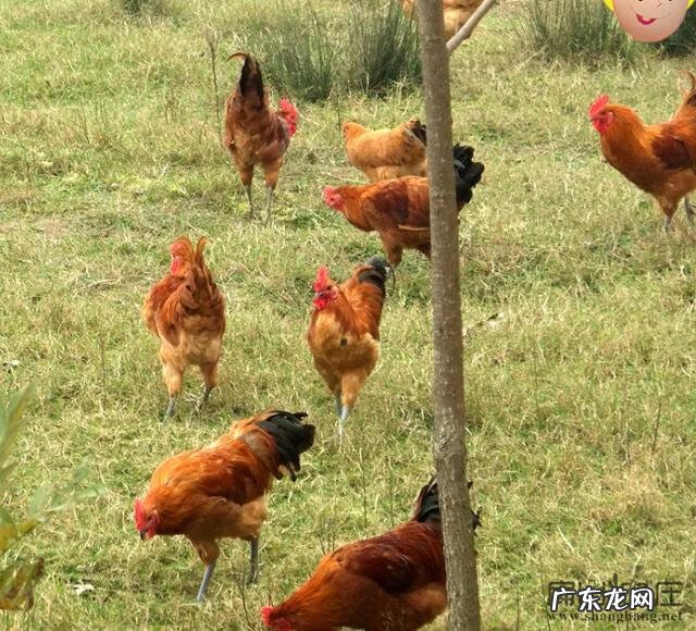 中国能不能养水獭 贵州有水獭吗