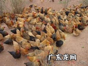 中国能不能养水獭 贵州有水獭吗