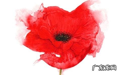 马的风水作用 农历11月的马是什么命