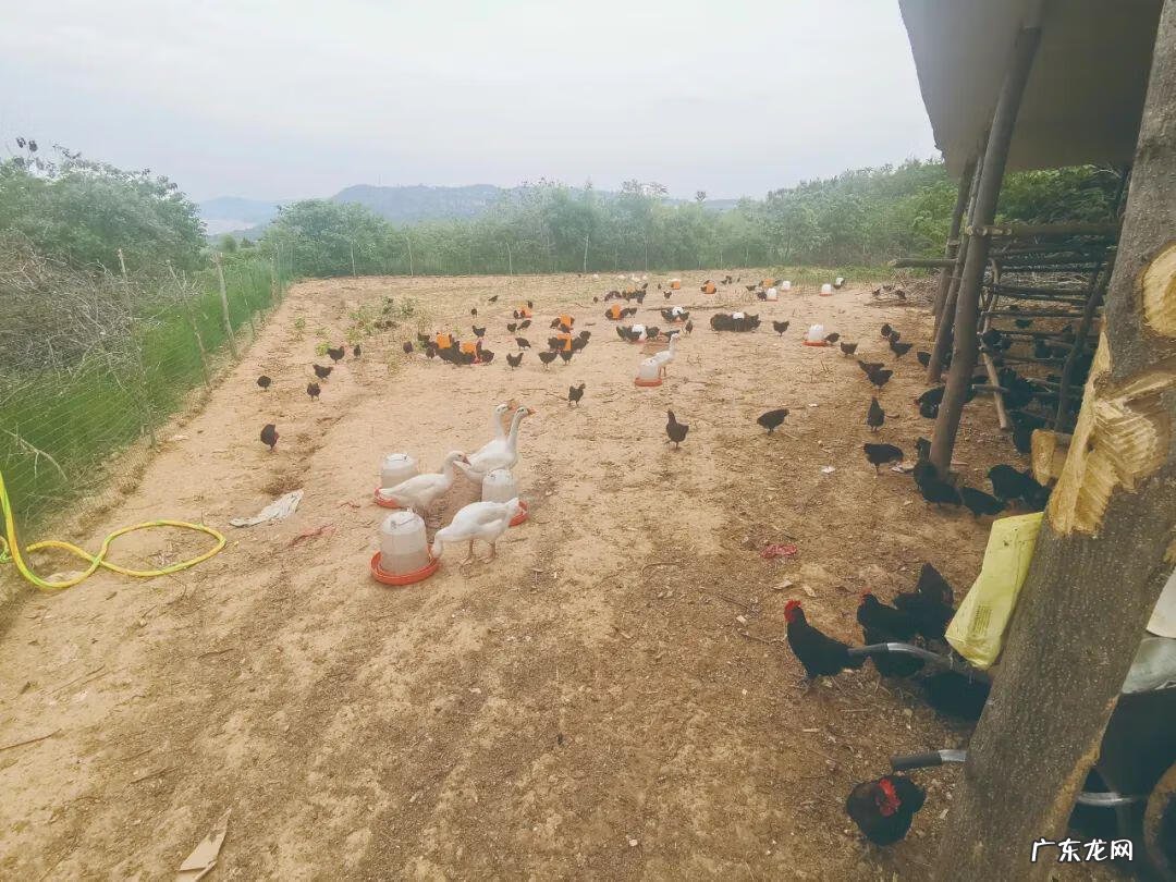 红鼻子节日 六一红鼻子节现在还有吗