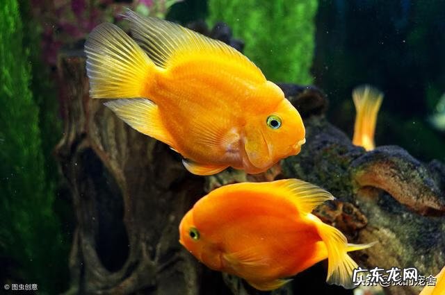 养一只鱼的风水 养几条鱼的风水