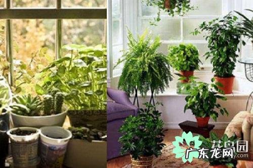 紫荆花树风水好不好 紫荆花图案物品风水寓意
