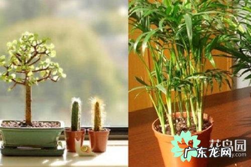 紫荆花树风水好不好 紫荆花图案物品风水寓意