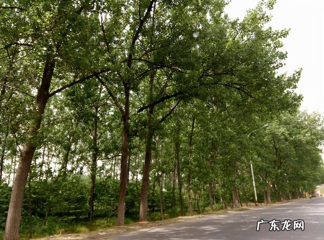 家里种松树风水禁忌 松树在风水上应该怎么种植