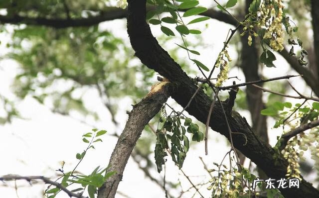 家里种松树风水禁忌 松树在风水上应该怎么种植