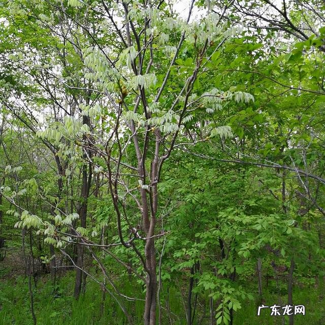 家里种松树风水禁忌 松树在风水上应该怎么种植