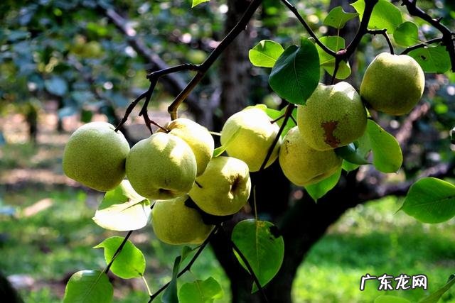 家里种松树风水禁忌 松树在风水上应该怎么种植