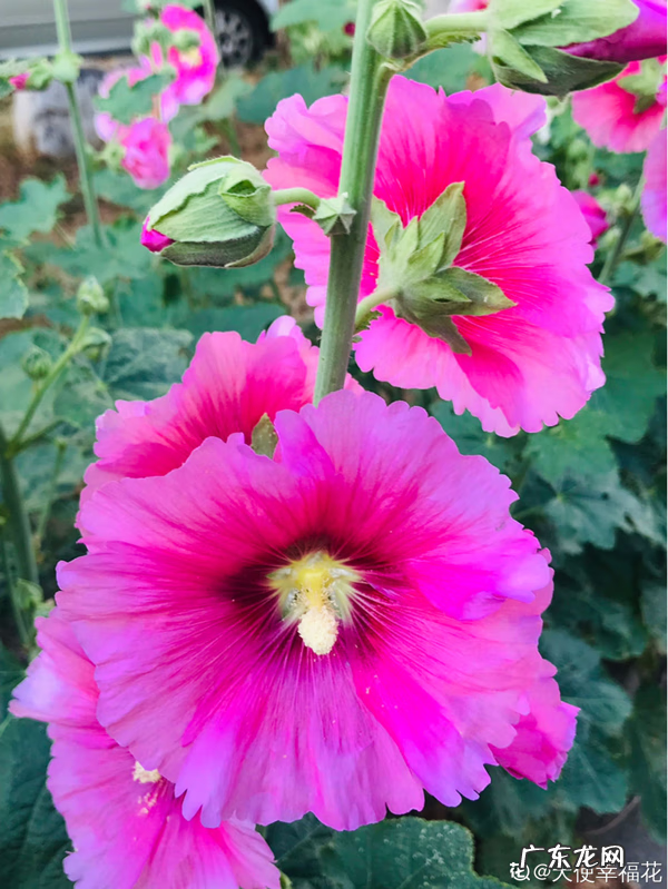 芙蓉一般几月份开花 芙蓉花几月份开