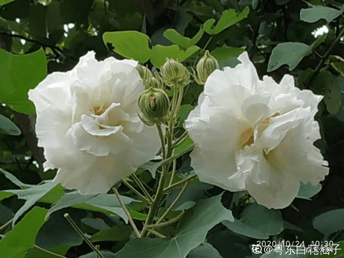 芙蓉一般几月份开花 芙蓉花几月份开