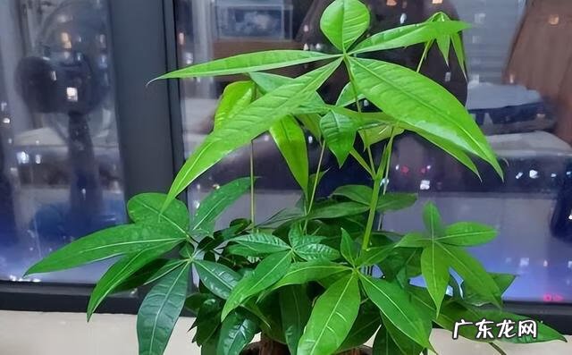 家里绿色植物与风水 有利风水的小区绿色植物名称