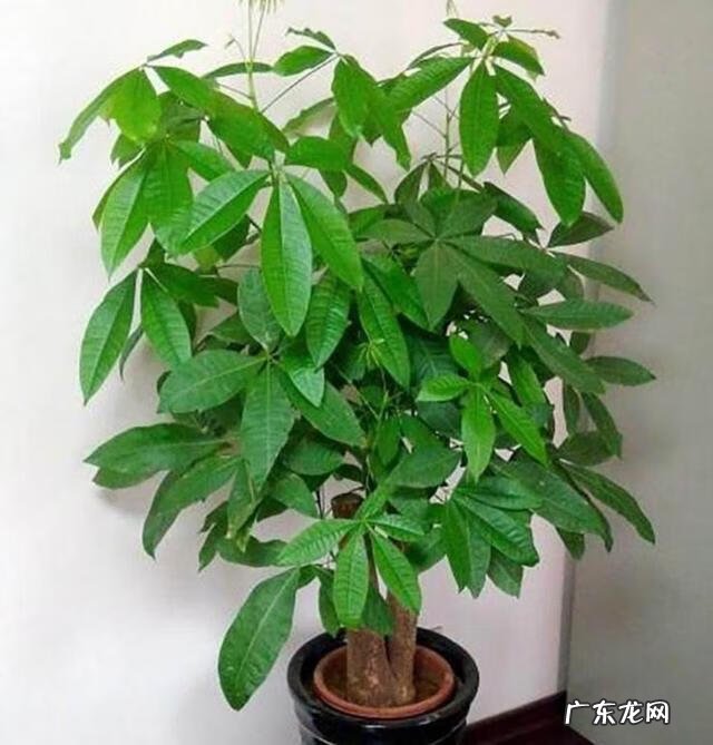 家里绿色植物与风水 有利风水的小区绿色植物名称