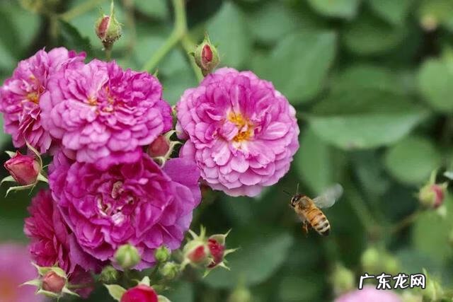 共墙联排别墅如何看风水 联排别墅西边户好不好