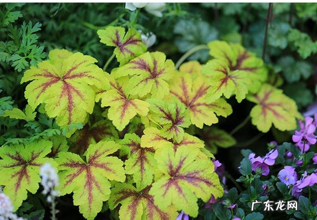 共墙联排别墅如何看风水 联排别墅西边户好不好