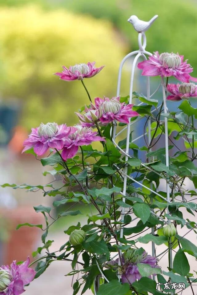 共墙联排别墅如何看风水 联排别墅西边户好不好