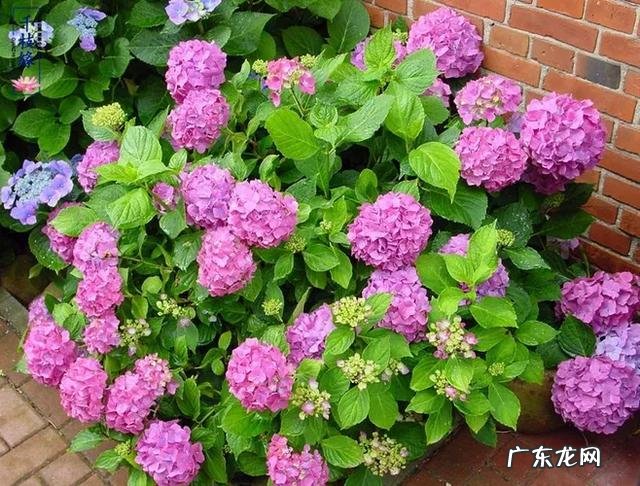 共墙联排别墅如何看风水 联排别墅西边户好不好