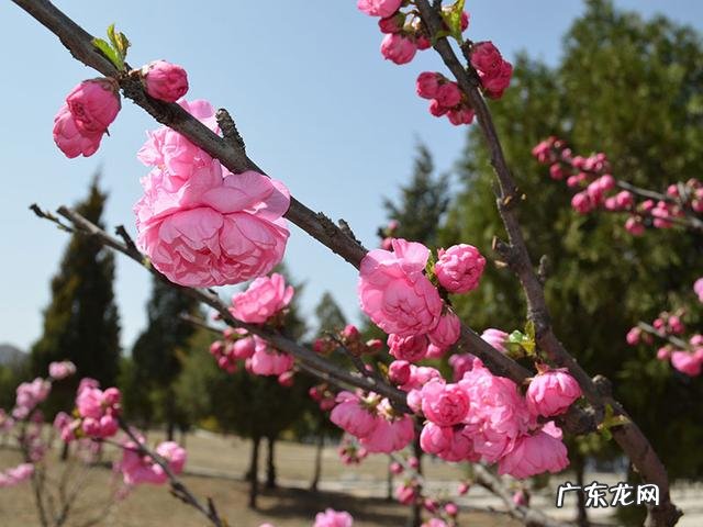 三山陵园管理处电话 三台风水陵园联系人电话